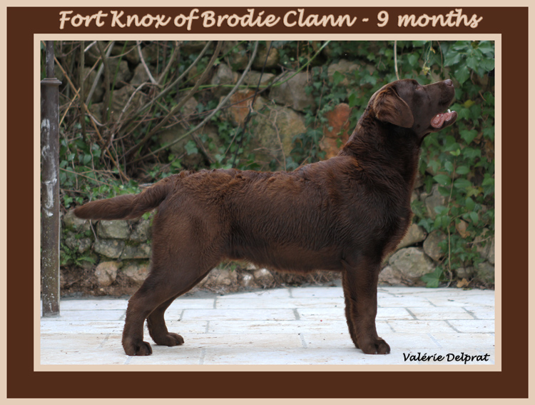 Fort knox Of Brodie Clann
