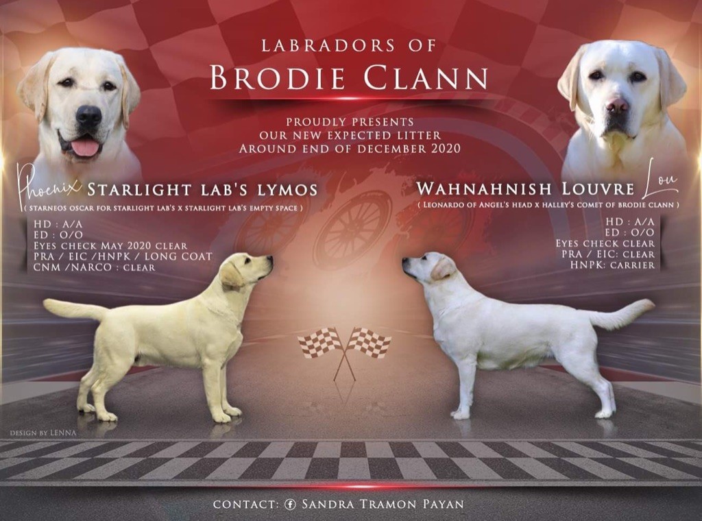 Elevage Of Brodie Clann eleveur de chiens Labrador Retriever Var 83