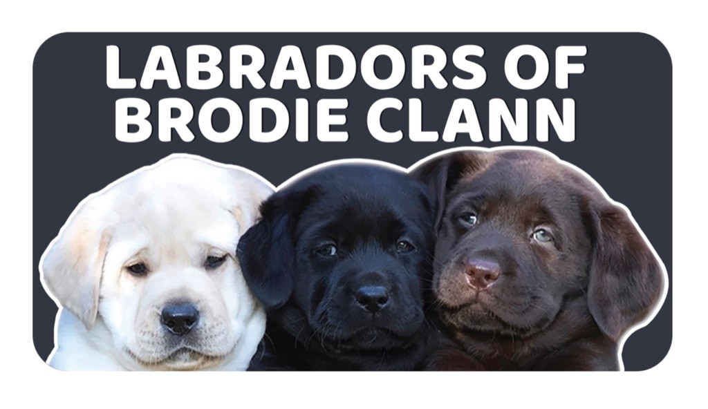 Elevage Of Brodie Clann eleveur de chiens Labrador Retriever Var 83