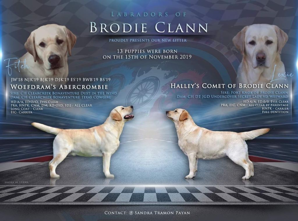 Elevage Of Brodie Clann eleveur de chiens Labrador Retriever Var 83