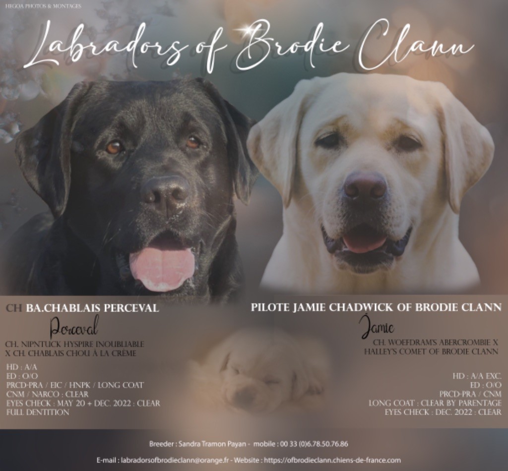 Elevage Of Brodie Clann eleveur de chiens Labrador Retriever Var 83