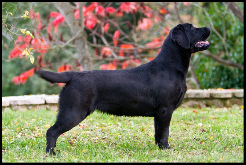 CH. High over the moon Of Brodie Clann